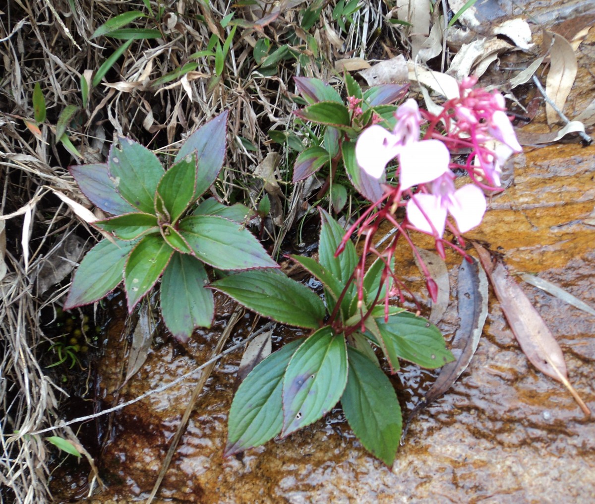 Impatiens elongata Arn.